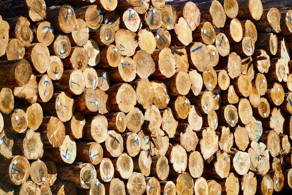 Large logs awaiting processing at a local mill