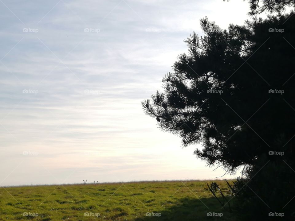 Field and tree