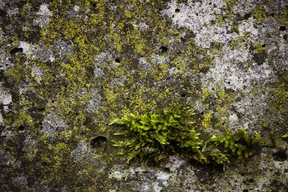 moss on a stone