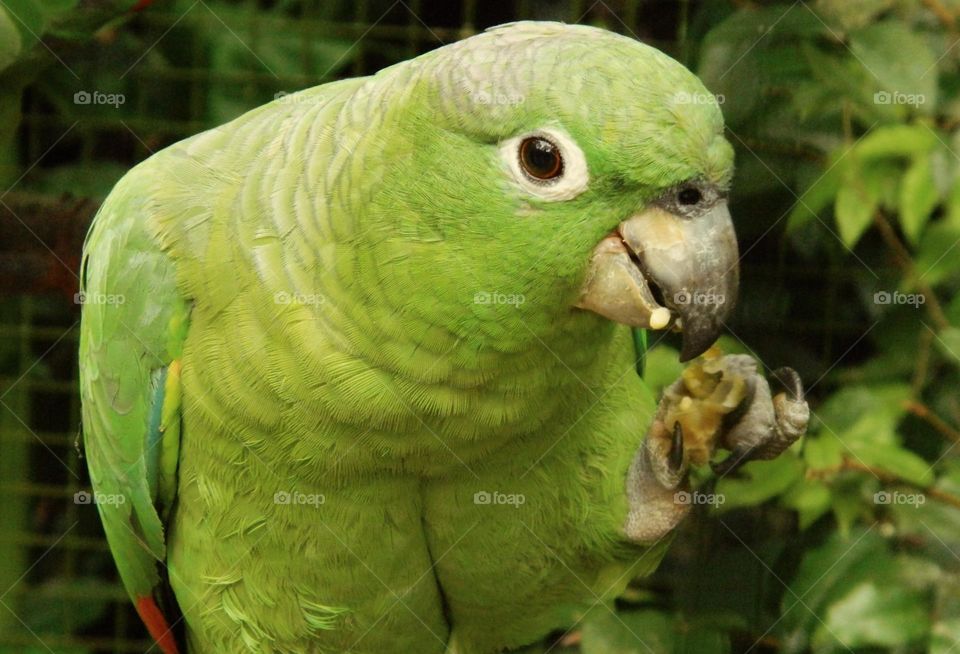 A green bird in the Parque das Aves National Park, Paraná 