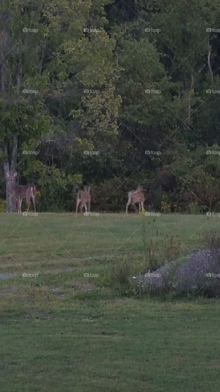 Tree, Grass, Nature, No Person, Landscape
