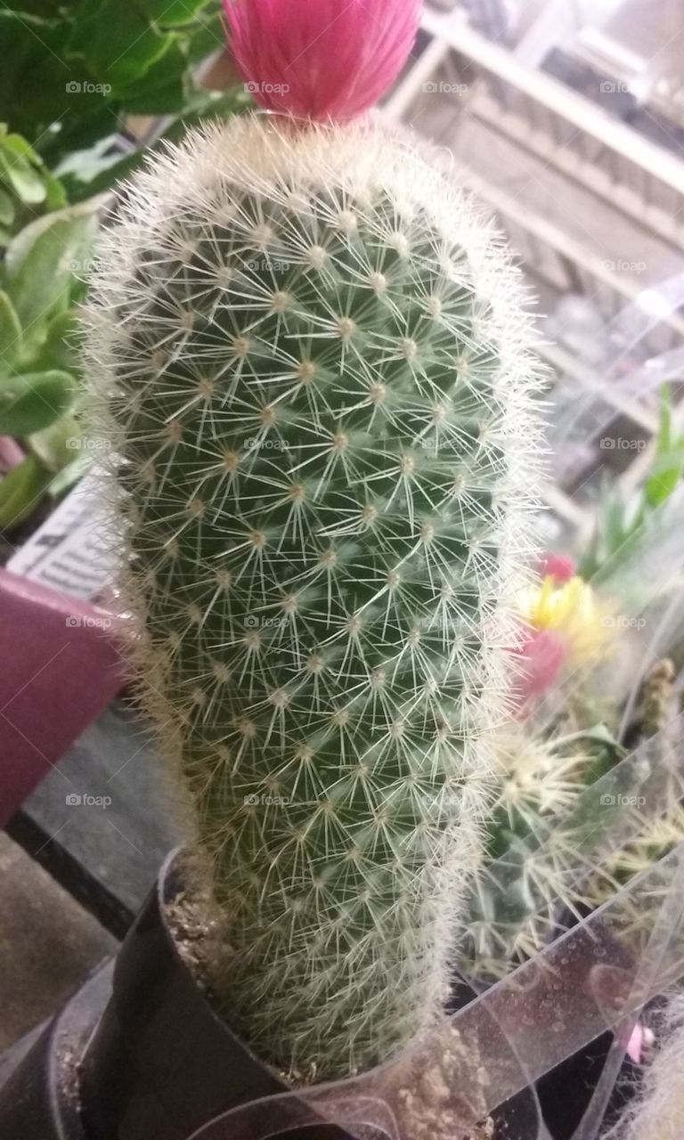 cactus de depot