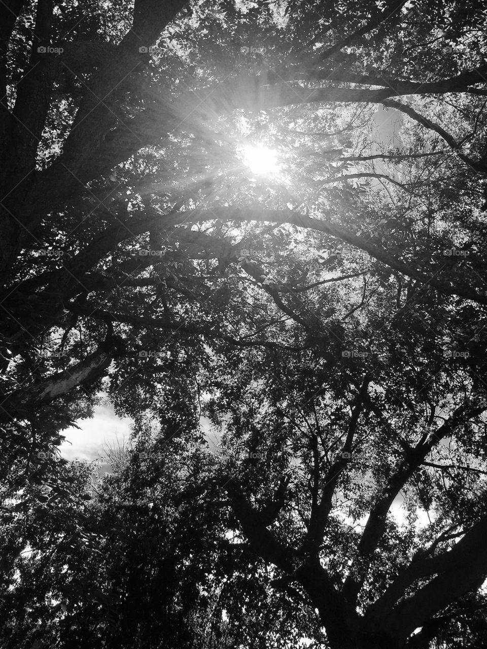 Sunlight thru the trees