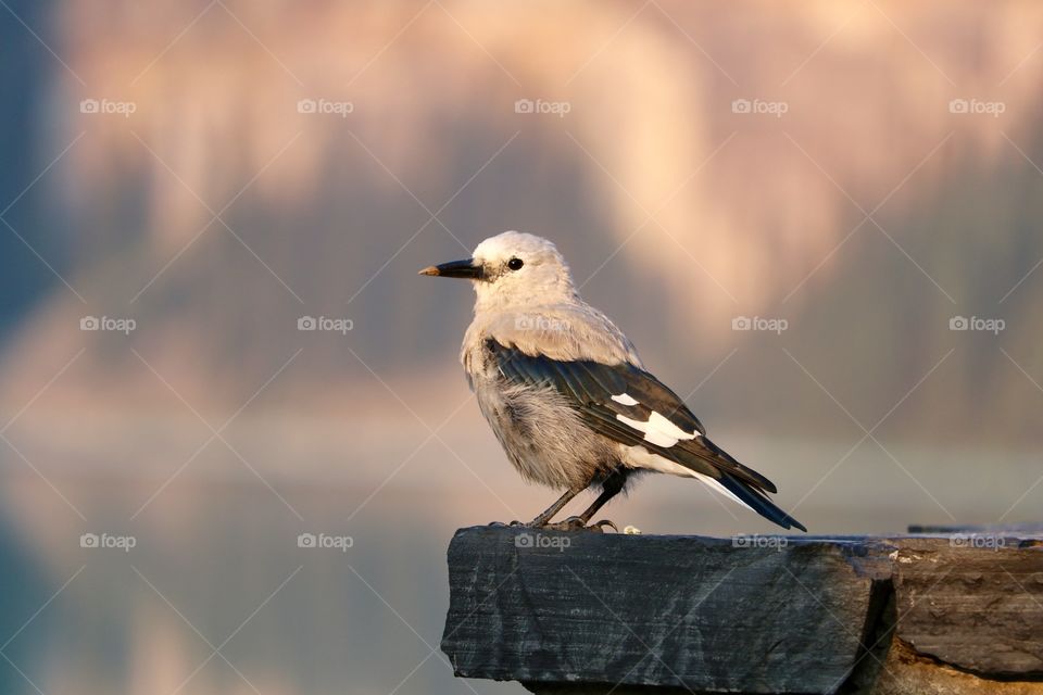 Closeup view of a Clark's Nutcracker bird also known as a Clark's Crow or Woodpecker Crow, perched at Lake Louise in Canada's Rocky Mountains at Banff National Park Alberta, selective focus 