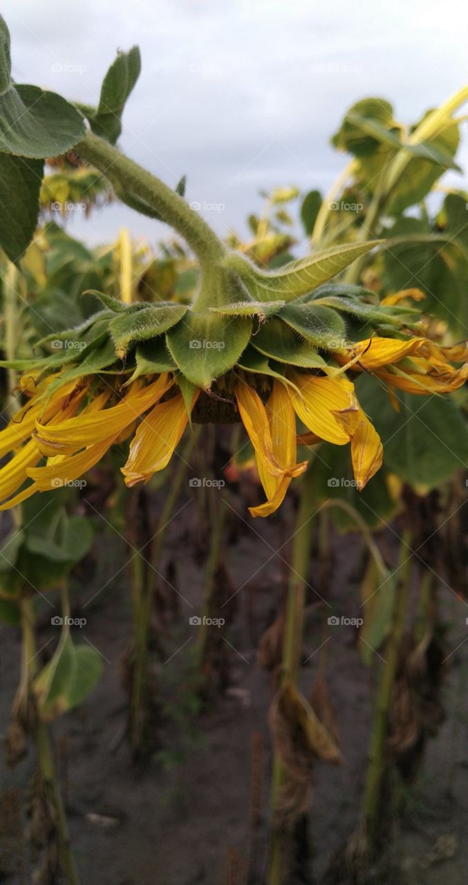 Sun Flowers