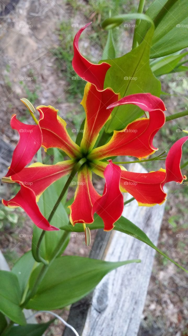 Unusual flower. a weird lily that grows on a vine on my porch