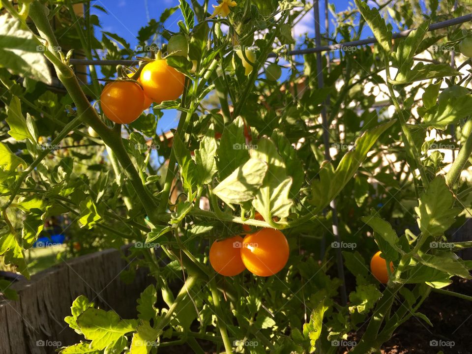 Cherry Tomatoes