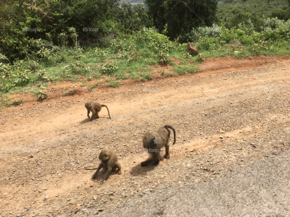 Baboons on the road Africa 