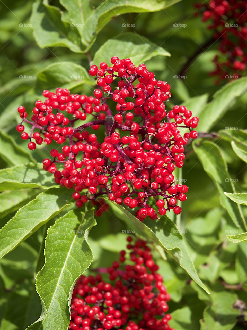 Bright red Elderberries bursting from green leaves in the hardened lava fields high in Oregon’s Cascade Mountains on a summer day.
