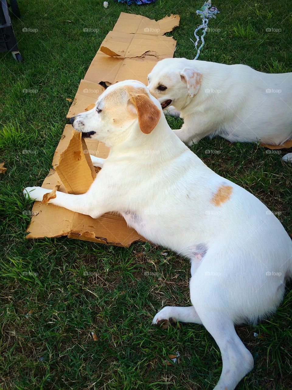 Dogs chewing up cardboard box. 