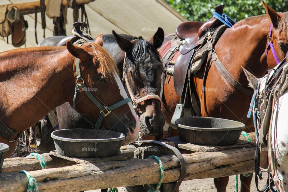 Riding horses in Wyoming 