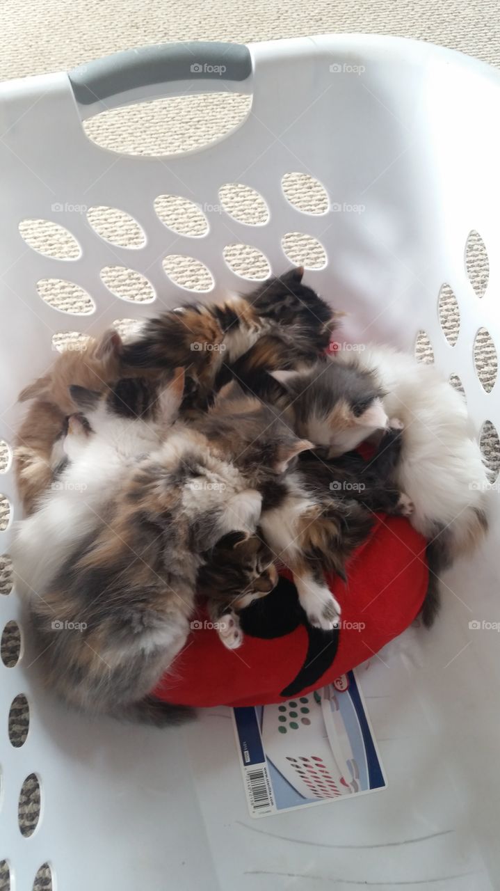 Basket full of cute kittens
