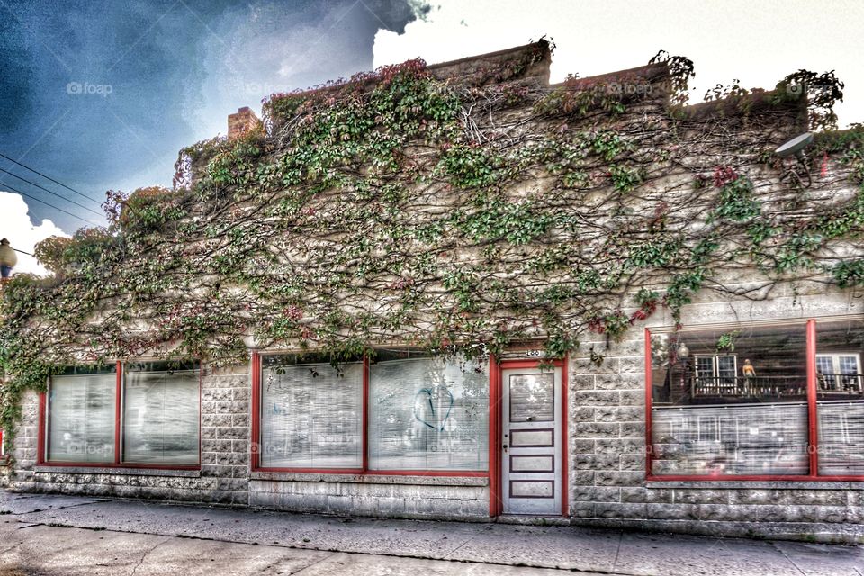 Architecture. Ivy Covered Facade