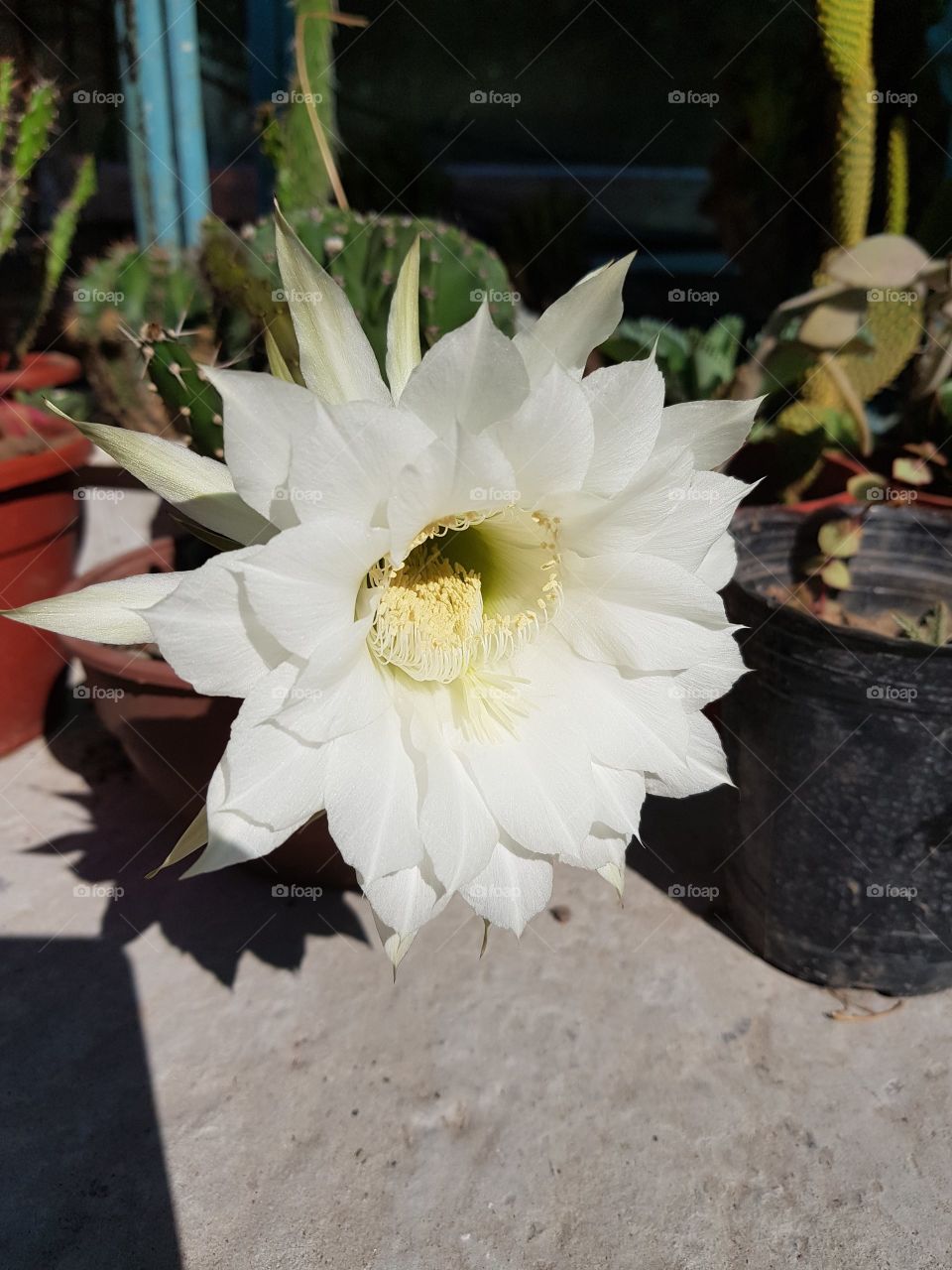 pequeños regalos de la naturaleza