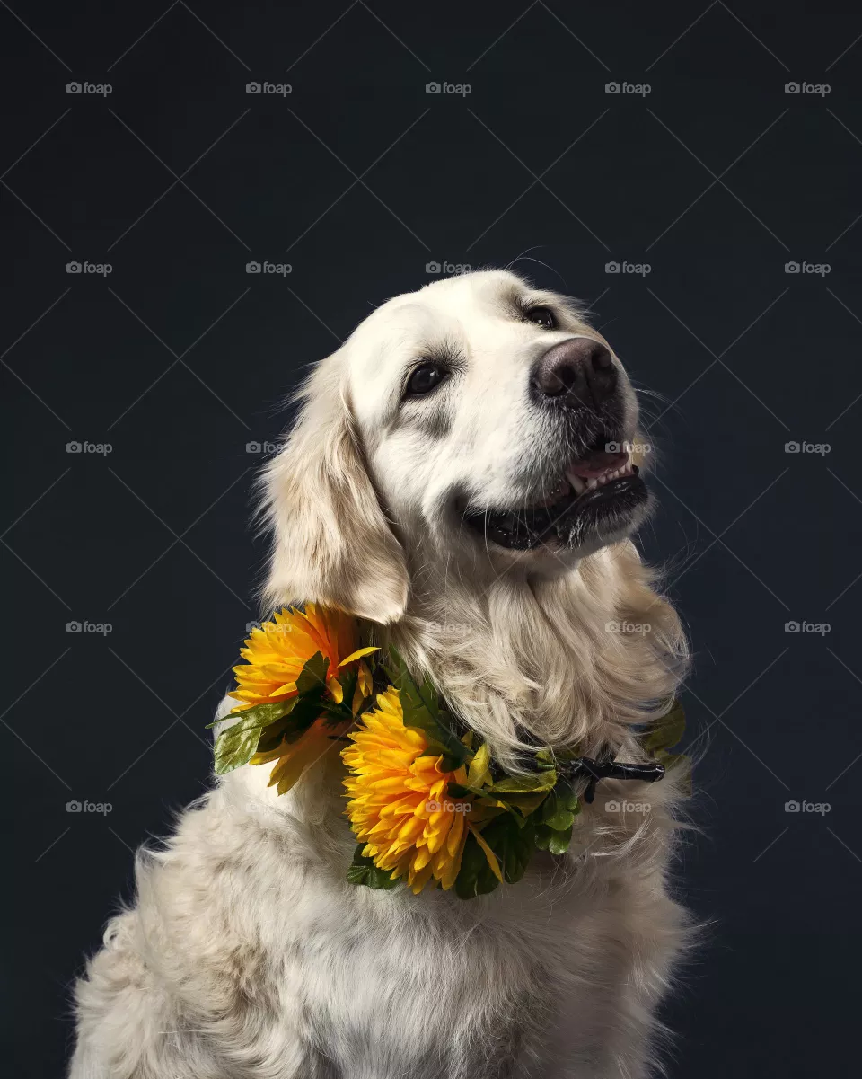 dog09