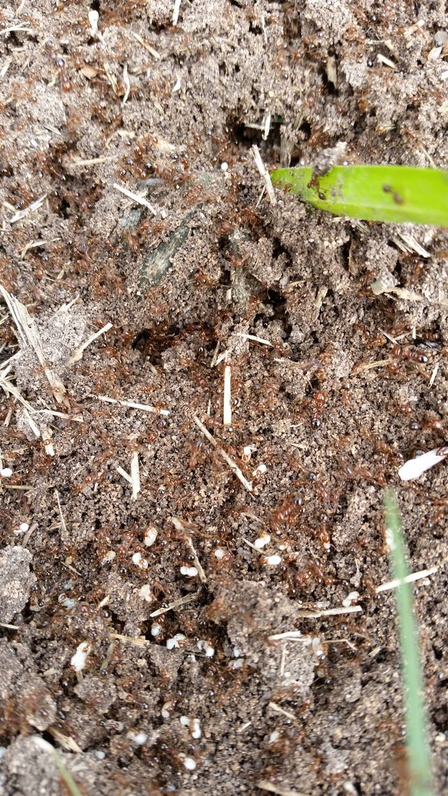 ants