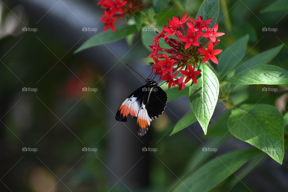 A Butterfly on a Flower
