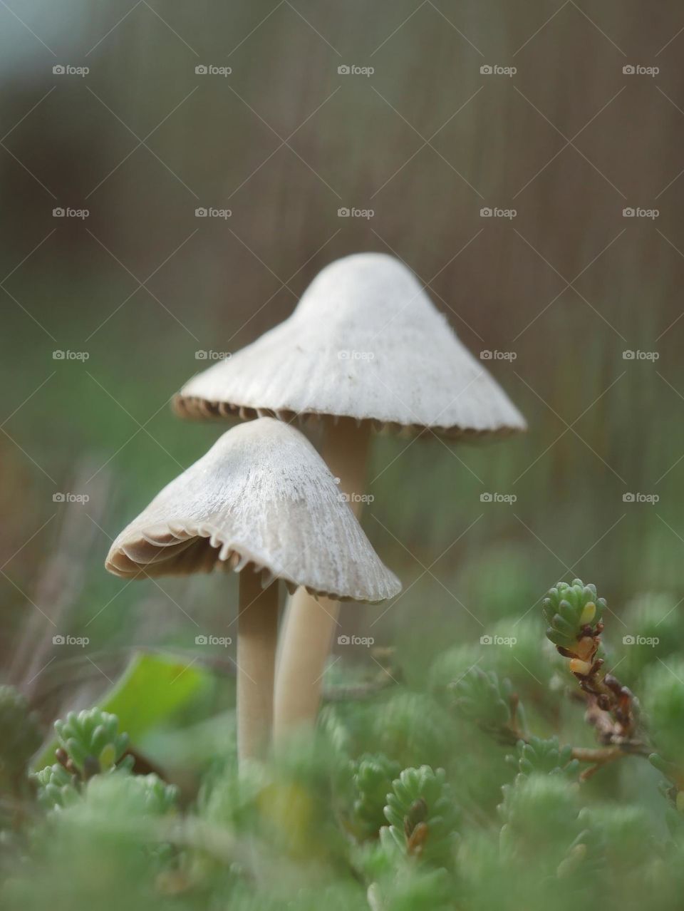 Mushrooms