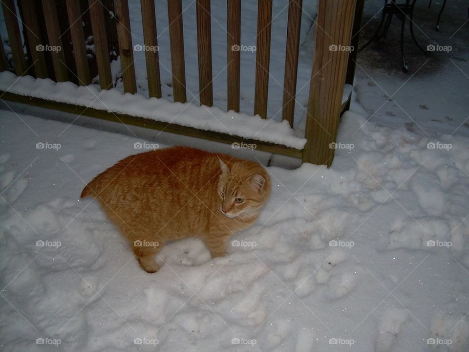 Cat in the snow