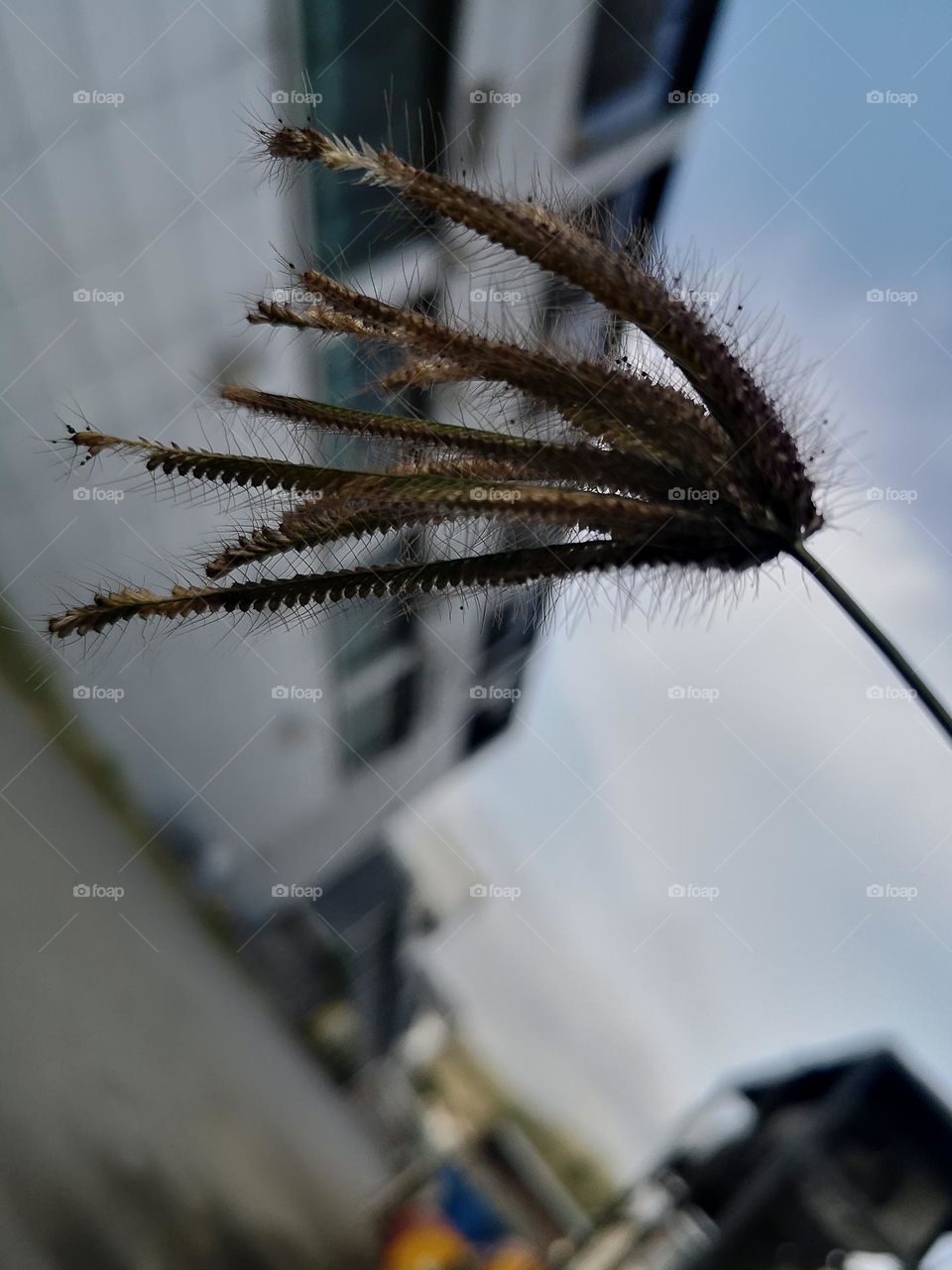 A wilted flower is just waiting for its seeds to disburse and reproduce