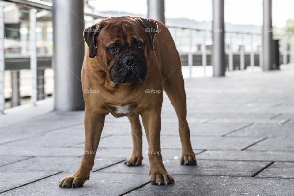 Skeptical big male bull mastiff looking straight at you