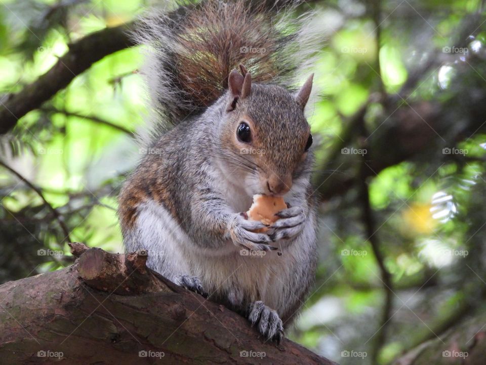 A squirrel with a biscuit 