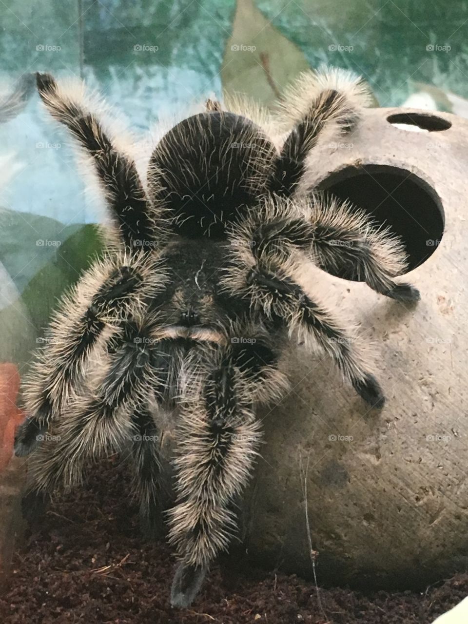 Tarantula 