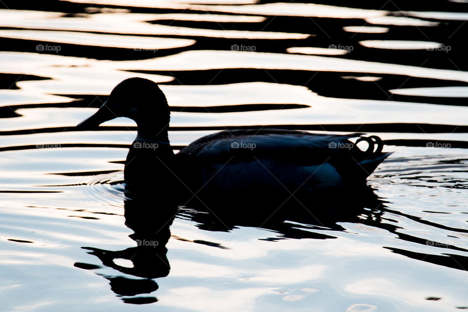 Duck silhouette 