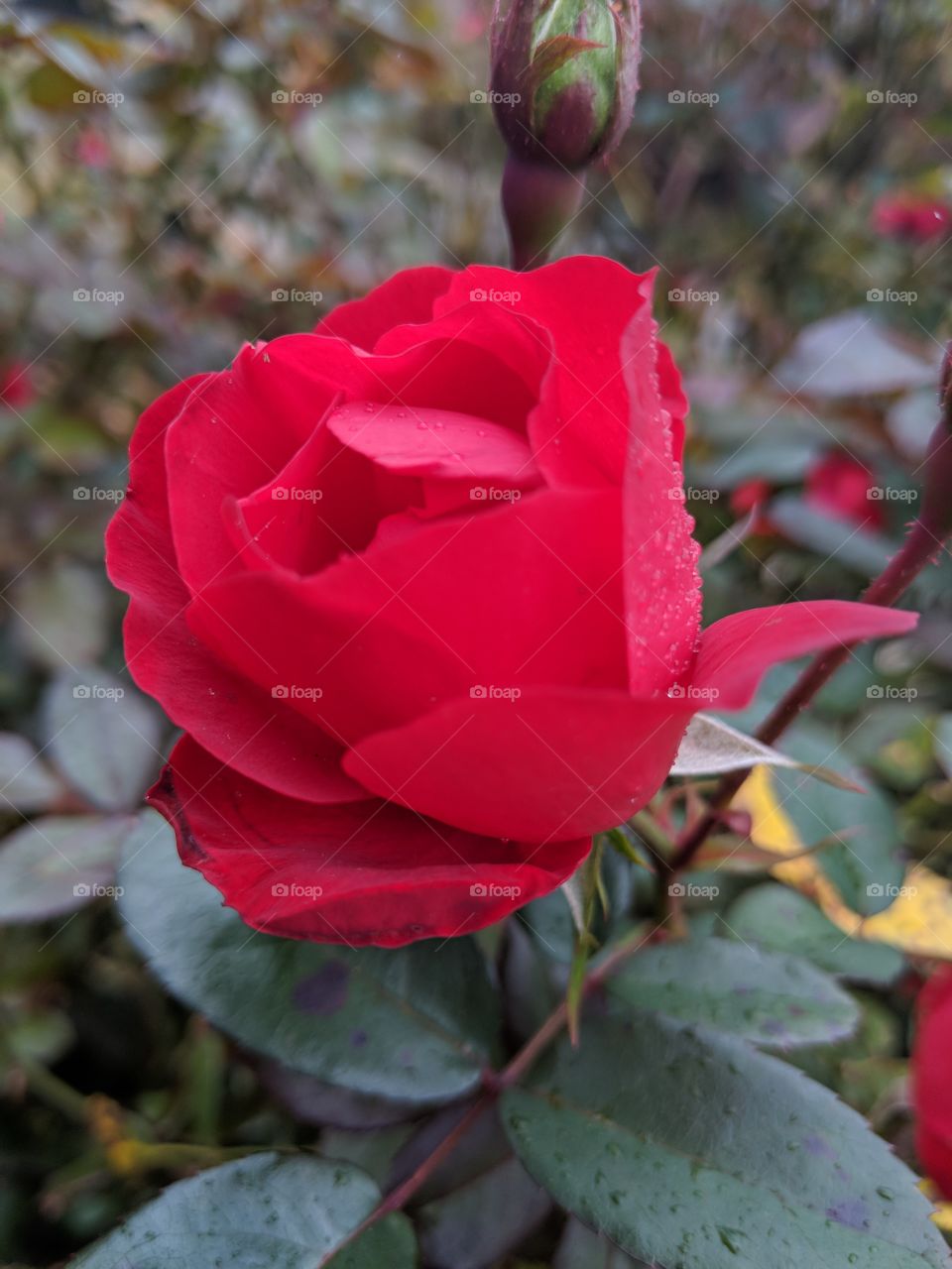 A beautiful, vibrant rose captured during a scenic walk. A perfect addition to the collection of any romance enthusiast!