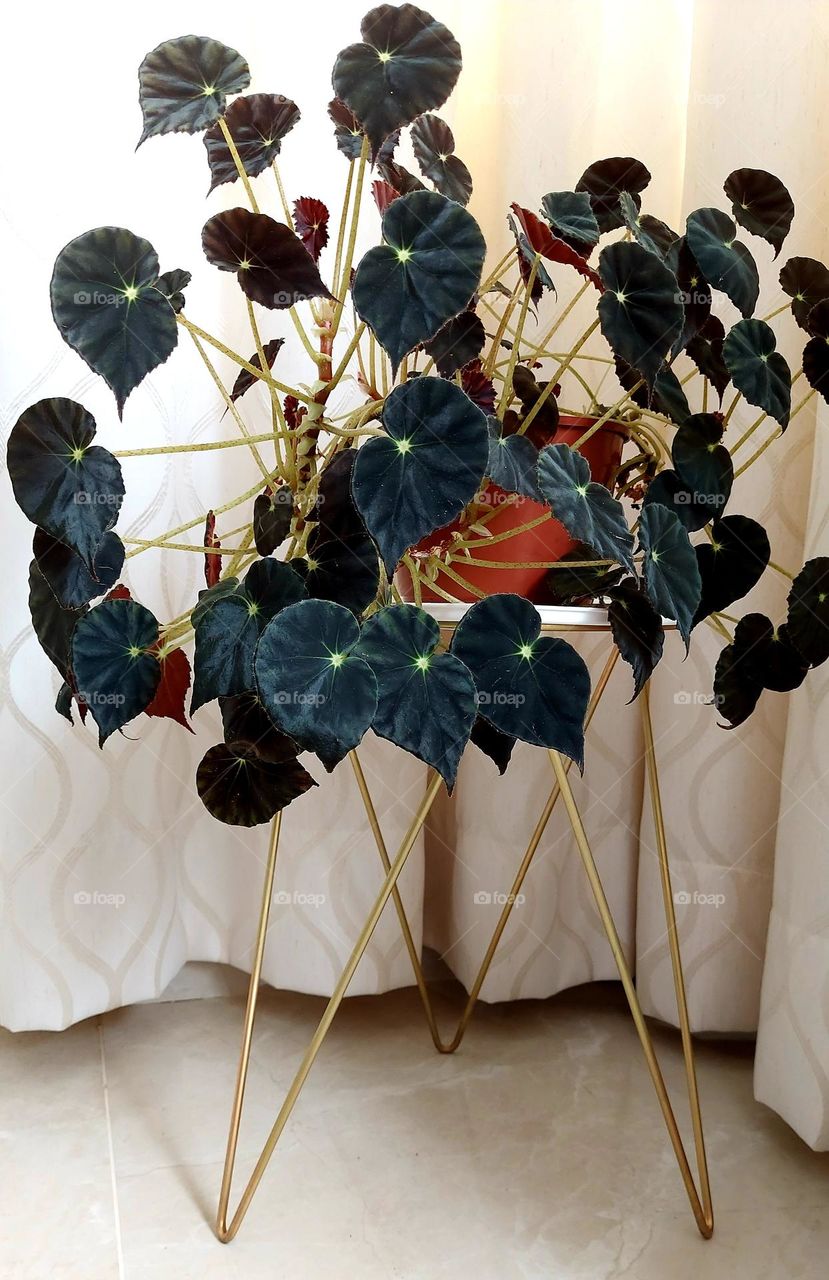 A beleza está na singela das plantas, no desenho das folhas, na textura e cores.