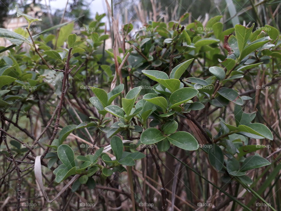 One more new pic! How do you like it? By the way, here's nice, pretty green leafs as you can see