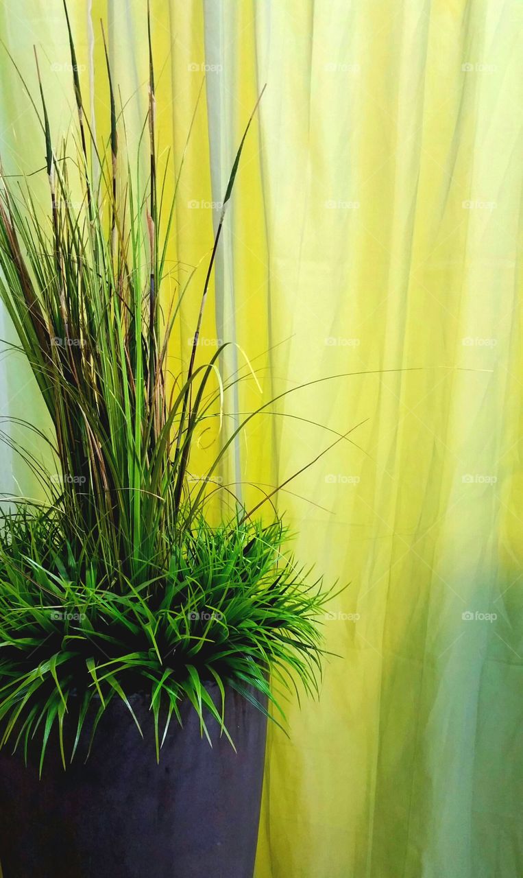 Plant and yellow curtain