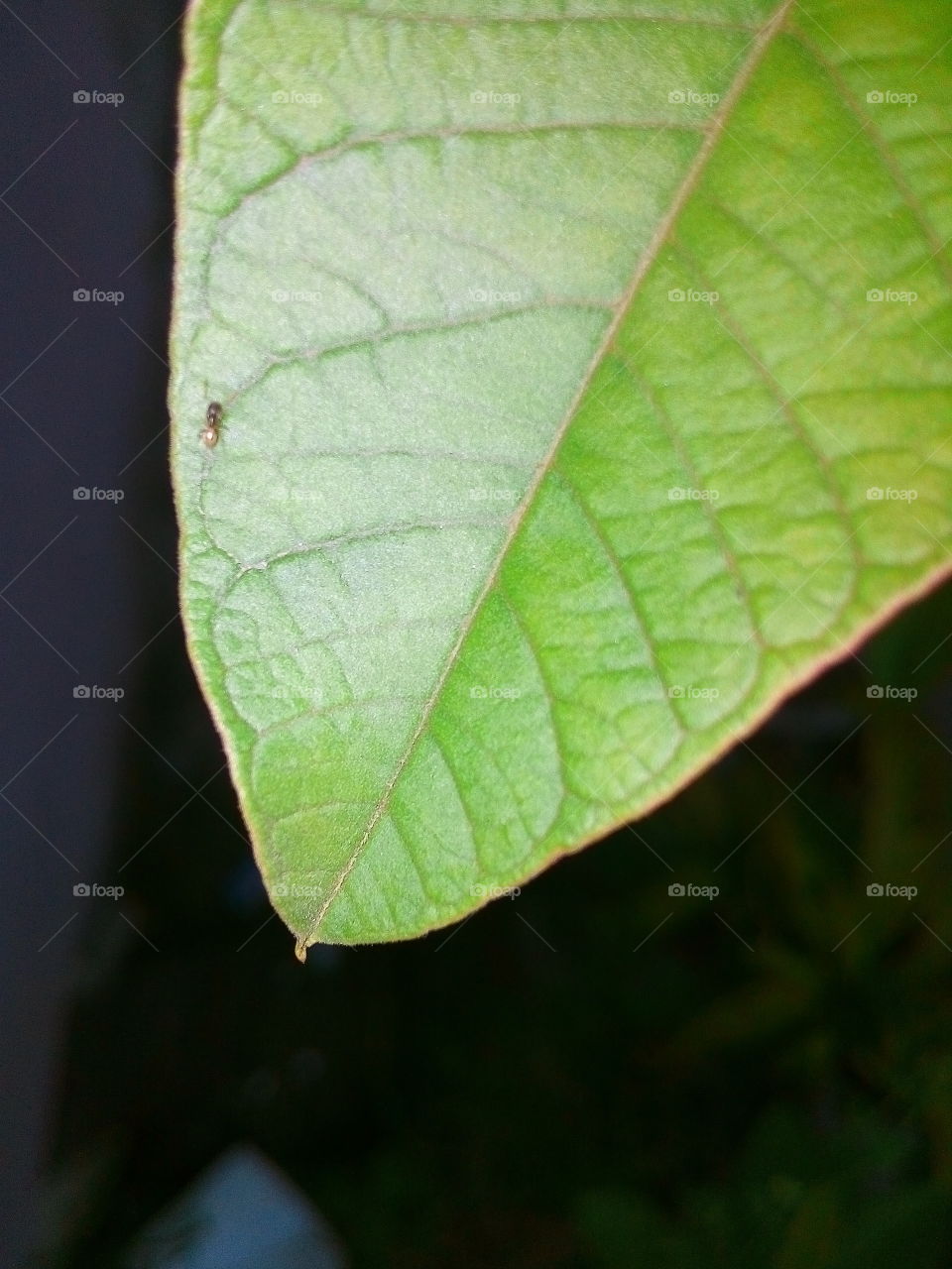 Insect on leaf