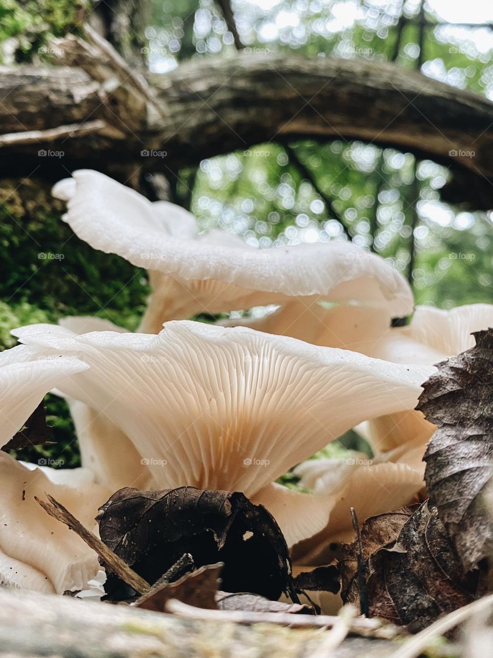 Fungus 