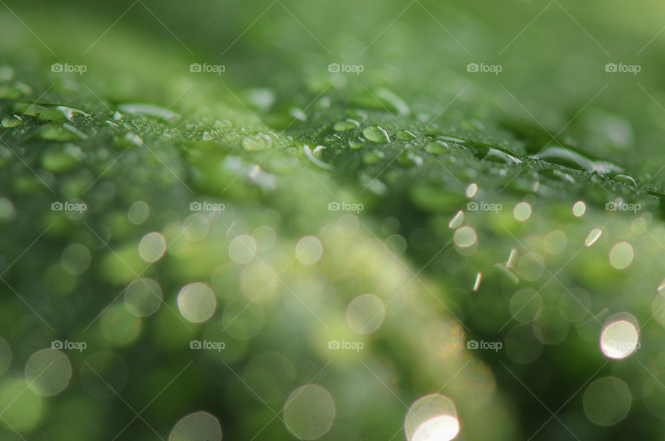 dew into the rain