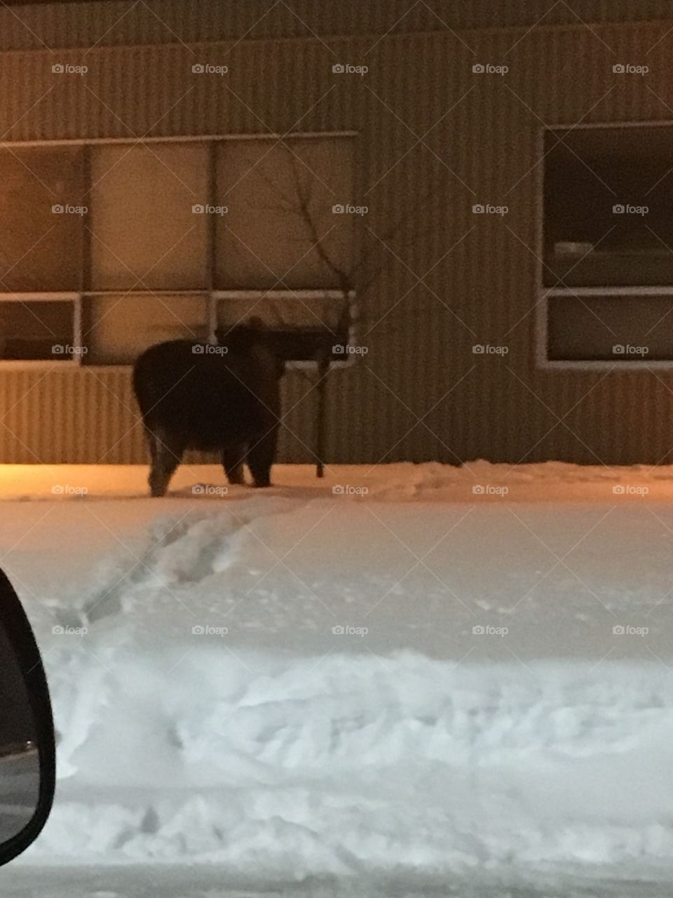 More moose