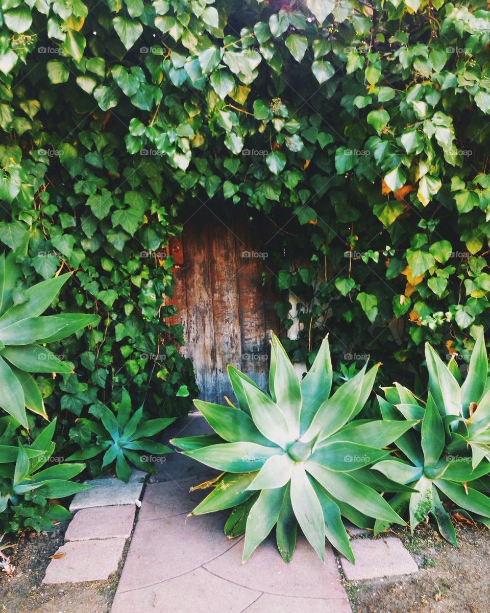 Hidden garden doorway