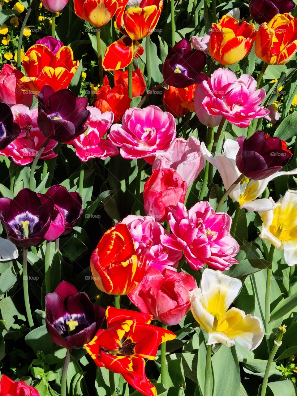 tulips