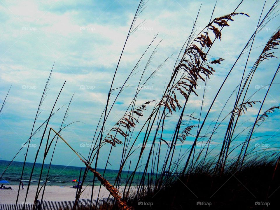 Sea oats