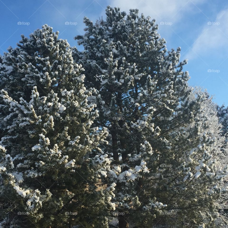 Snow covered trees