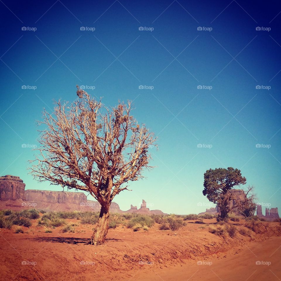 Desert, Landscape, No Person, Tree, Nature