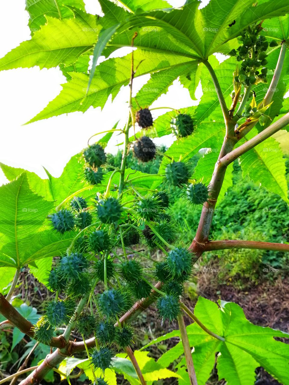 Form Gods own country