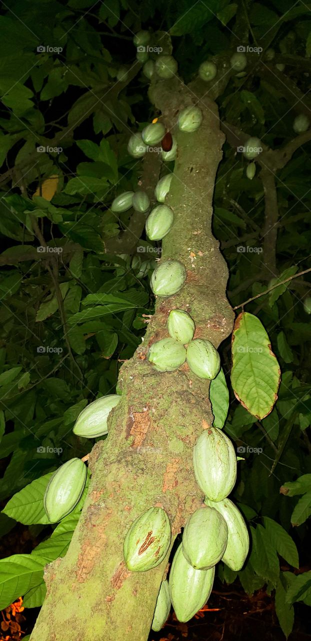 O Cacau na noite de luar