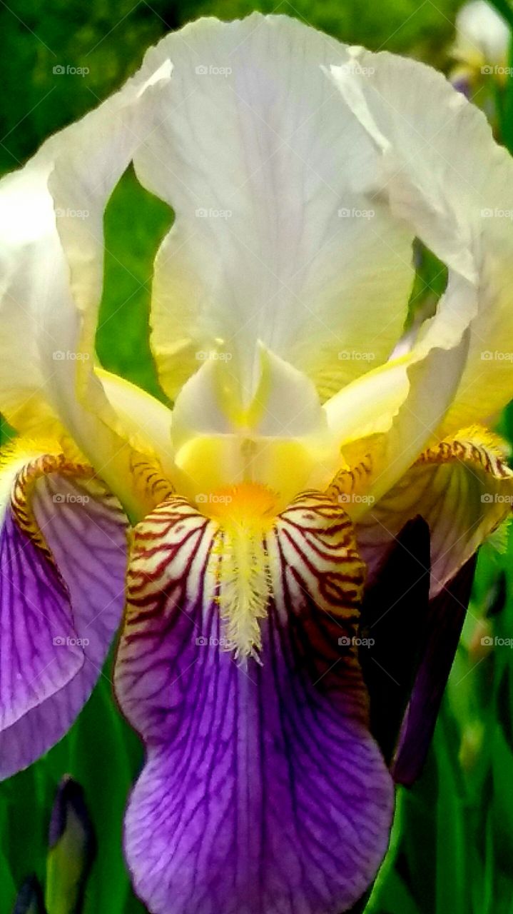 iris