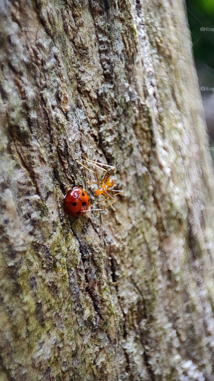 Ants disturbing a lady, walking away lady without accepting proposal