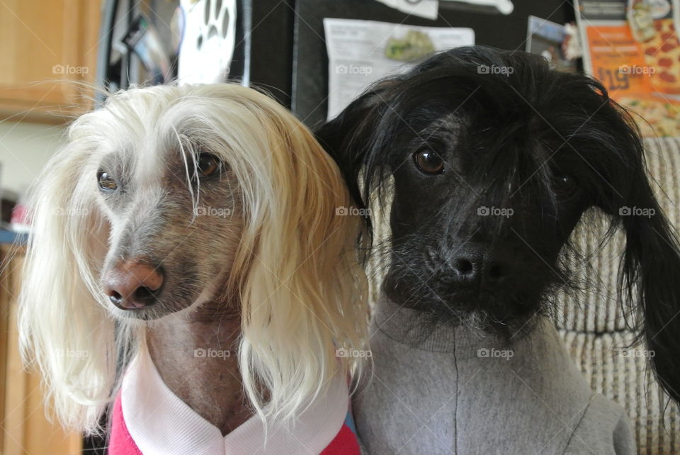 Chinese Crested mix dogs