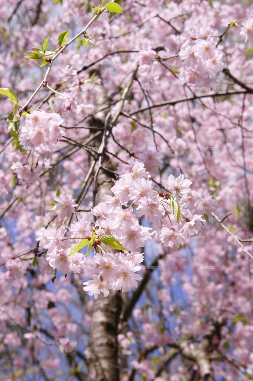 Enjoying the Pink Blooms of Spring