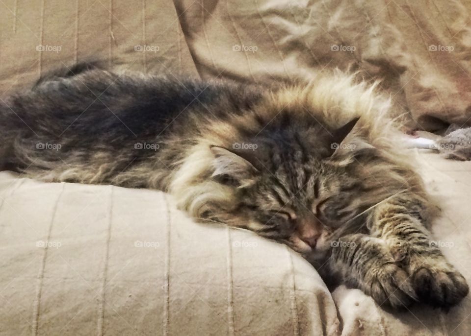 Fluffy cat of siberian breed brown tabby version, sleeping on the sofa