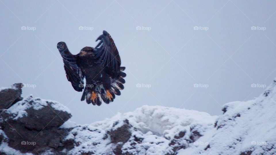 Golden eagle