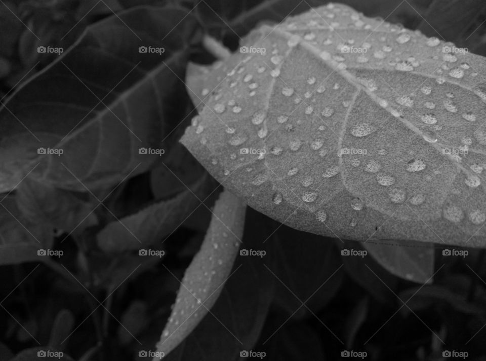 droplets on the leaf.